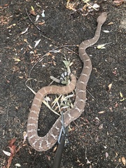 Crotalus ruber