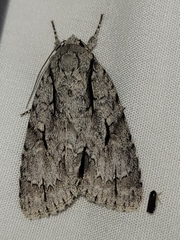 Acronicta laetifica