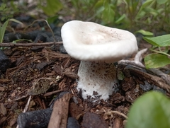 Melanoleuca verrucipes