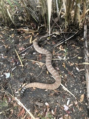 Crotalus ruber