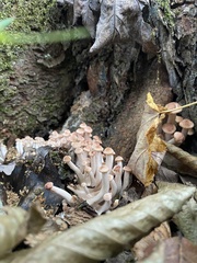 Desarmillaria