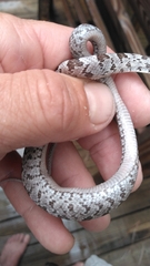 Pantherophis spiloides