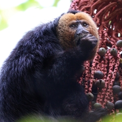 Pithecia chrysocephala