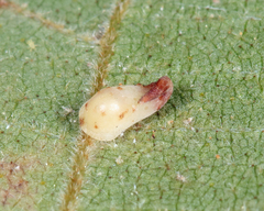 Caryomyia recurvata