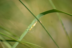 Oecanthus nigricornis