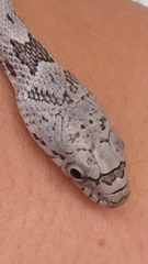 Pantherophis spiloides