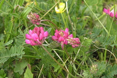 Onobrychis biebersteinii