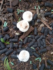 Melanoleuca verrucipes