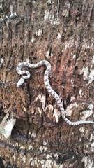 Pantherophis spiloides