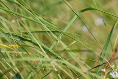 Oecanthus nigricornis