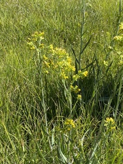 Senecio hydrophilus