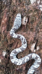 Pantherophis spiloides