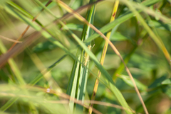 Oecanthus nigricornis