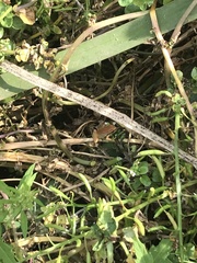 Pseudacris hypochondriaca