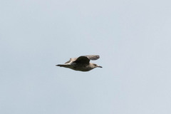 Larus fuscus