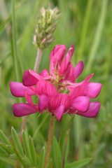 Onobrychis biebersteinii