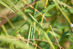 Oecanthus nigricornis