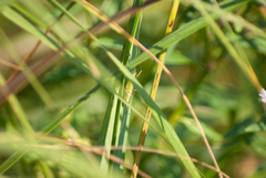 Oecanthus nigricornis
