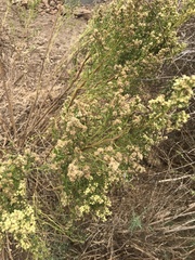 Baccharis sergiloides