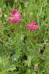 Onobrychis biebersteinii