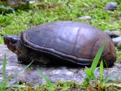 Kinosternon subrubrum