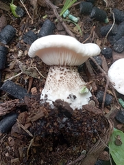 Melanoleuca verrucipes