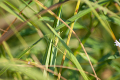 Oecanthus nigricornis