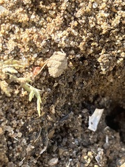 Gelastocoris oculatus