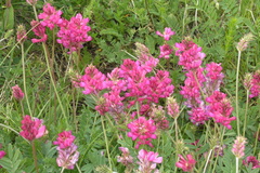 Onobrychis biebersteinii