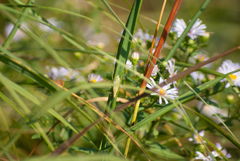 Oecanthus nigricornis
