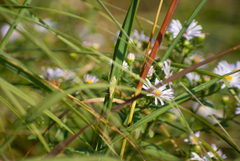 Oecanthus nigricornis