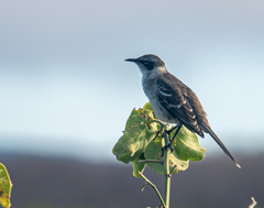 Mimus parvulus