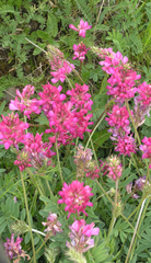 Onobrychis biebersteinii