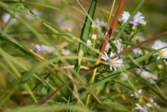 Oecanthus nigricornis