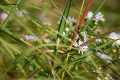 Oecanthus nigricornis