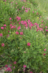 Onobrychis biebersteinii