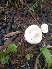 Melanoleuca verrucipes