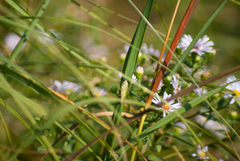 Oecanthus nigricornis
