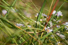 Oecanthus nigricornis