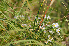 Oecanthus nigricornis