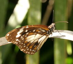 Danaus affinis