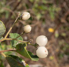 Cordia lutea