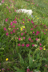 Onobrychis biebersteinii