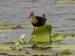 Irediparra gallinacea