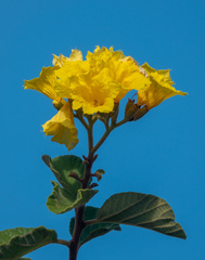 Cordia lutea