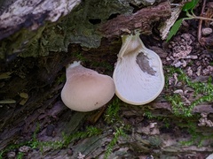 Hohenbuehelia angustata