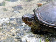 Kinosternon subrubrum