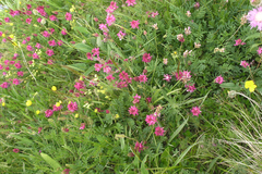 Onobrychis biebersteinii