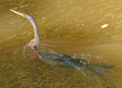 Anhinga novaehollandiae