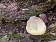 Hohenbuehelia angustata